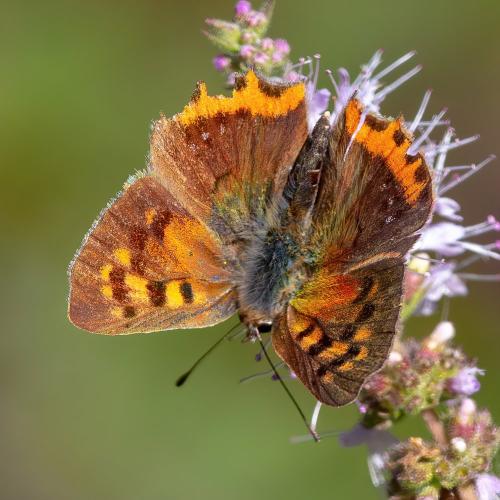 Lycaena phlaeas